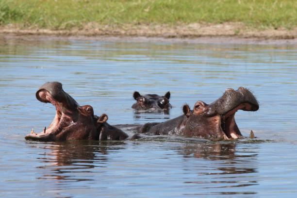 istock Wild Hippo in African river water hippopotamus (Hippopotamus amphibius) 688921616