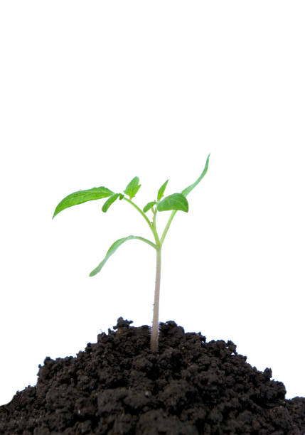 istock Little green plant 688922264