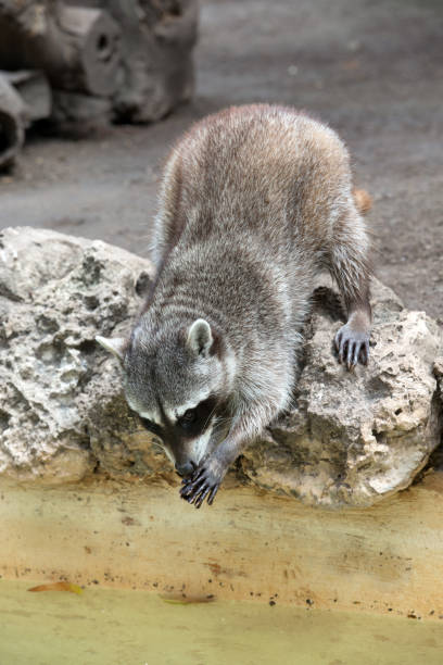 Raccoon sitting and staring intently