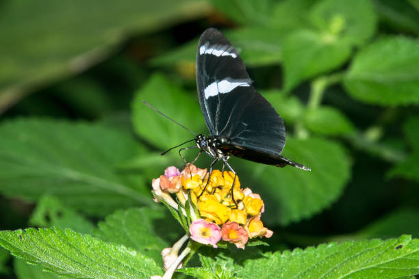 istock black butterfly on yellow flower 688929354