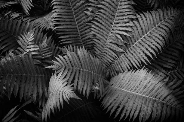 istock Fern in black and white color 688929422