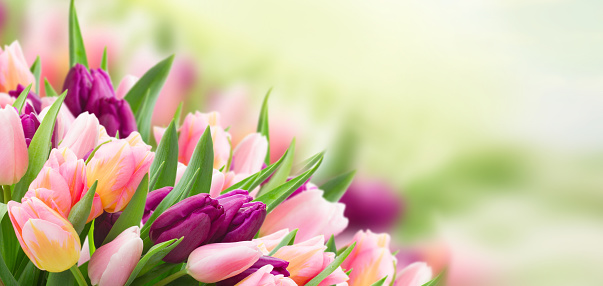 field of pink and violet tulips sky background banner