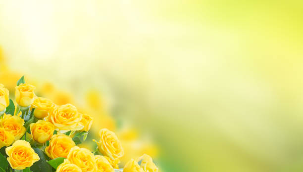 istock bouquet of fresh roses 688934290