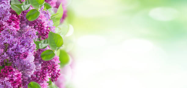 istock Bush of Lilac 688934334