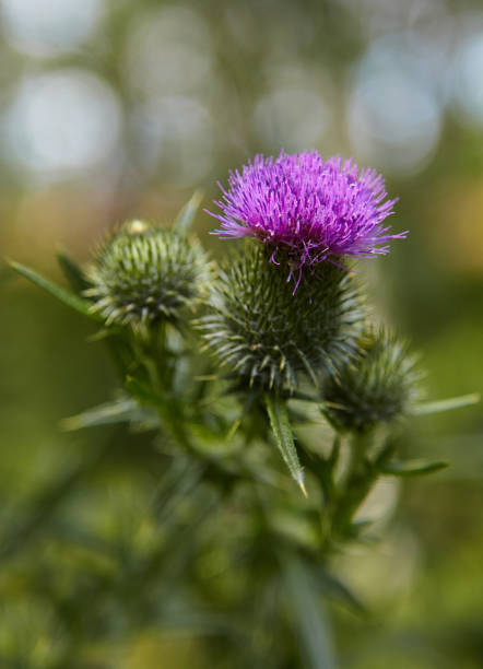 Thistle flower close up stock photo