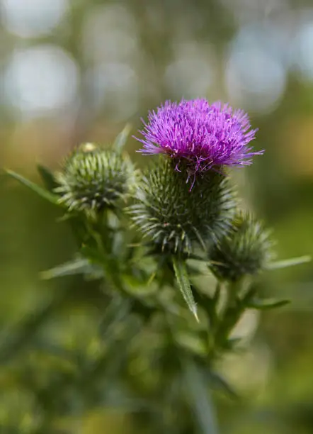 Photo of Thistle flower close up