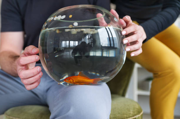 istock Couple holding goldfish in a fishbowl. 688949296