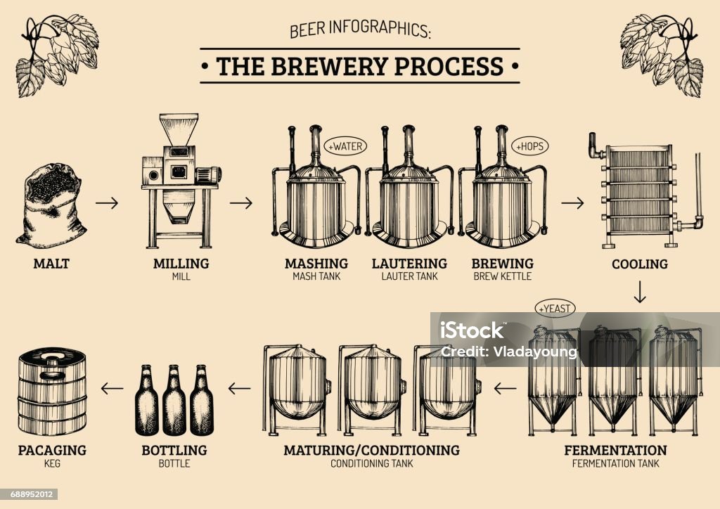 Vector beer infographics with illustrations of brewery process. Ale producing design. Lager production sketched scheme. Vector beer infographics with illustrations of brewery process. Ale producing design. Lager production hand sketched scheme. Beer - Alcohol stock vector