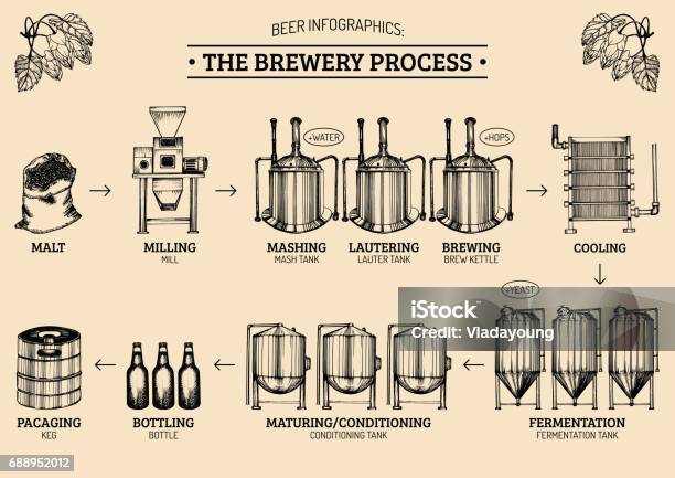 Vector Beer Infographics With Illustrations Of Brewery Process Ale Producing Design Lager Production Sketched Scheme Stock Illustration - Download Image Now