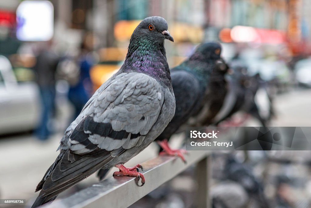 Pigeons Line Up in New York City Pigeons line up in New York City Pigeon Stock Photo