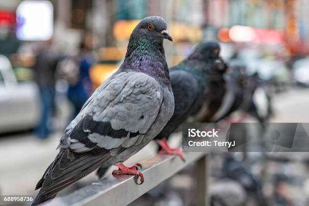 Pigeons Line Up In New York City Stock Photo - Download Image Now - Pigeon, City, New York City