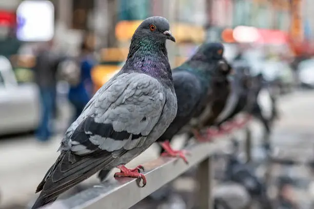 Photo of Pigeons Line Up in New York City