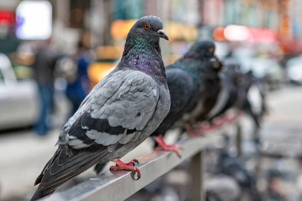 pigeons line up in new york city - common wood pigeon imagens e fotografias de stock