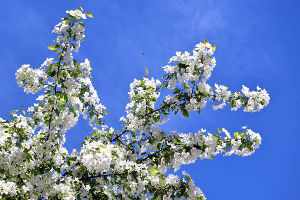 istock A flowering apple tree branch against the blue sky. 688960590