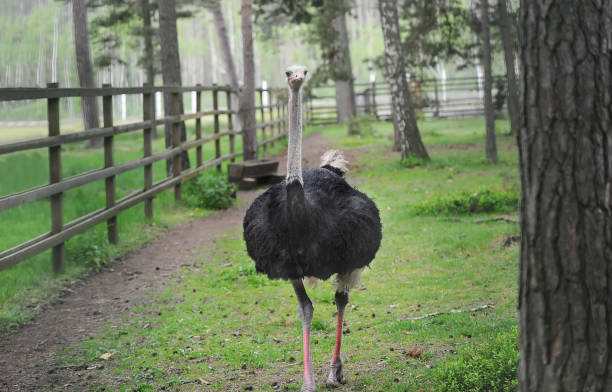 une autruche noire marchant sur l’herbe verte. - ostrich solitude loneliness walking photos et images de collection