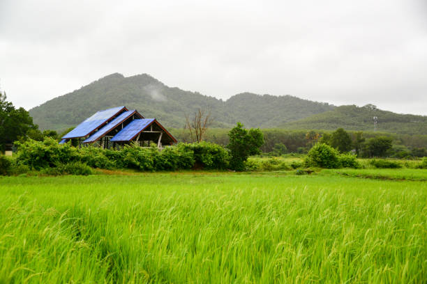 Rice Field, Yao Noi Island, Thailand