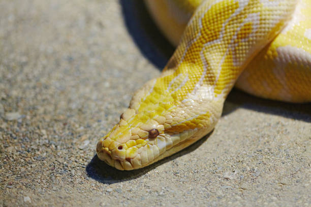 Boa python snake close up stock photo