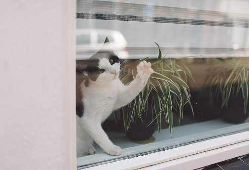 Cute cat looking through the house window from outside on the summer day