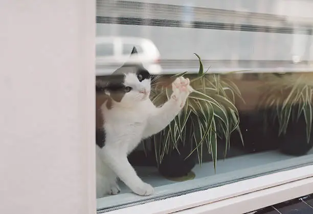 Photo of Portrait Of Cat Sitting By Potted Plant On Window Sill