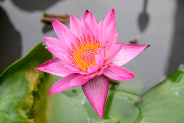 istock lotus flower in the garden 688966070