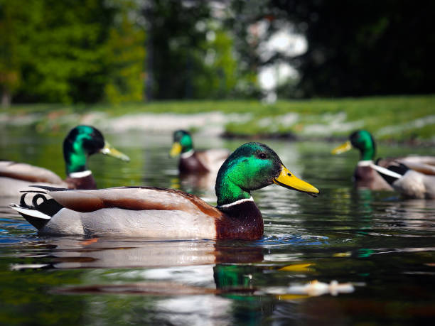 istock Ducks Drake beautiful. Floating on the water birds 688966082