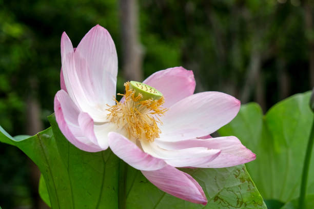 istock lotus flower in the garden 688966090