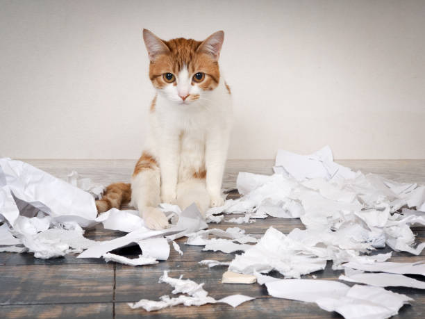 istock Funny cat made a mess, tore up paper 688966304