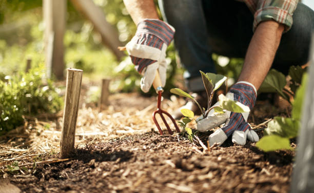 健康な土は、摂食は、世界への鍵です。 - gardening ストックフォトと画像