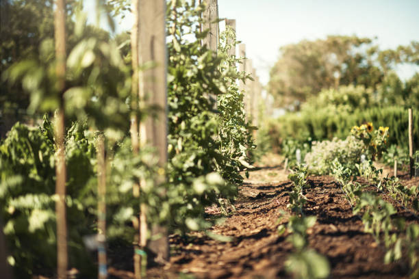 Closeup shot of ready-to-harvest crops