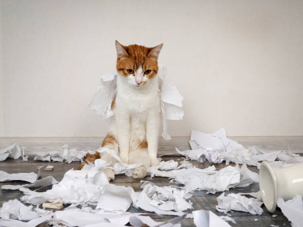 istock Funny cat made a mess, tore up paper 688966848