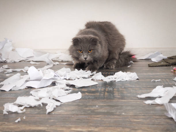 istock Angry cat tore up important papers and made a mess on the floor 688966914