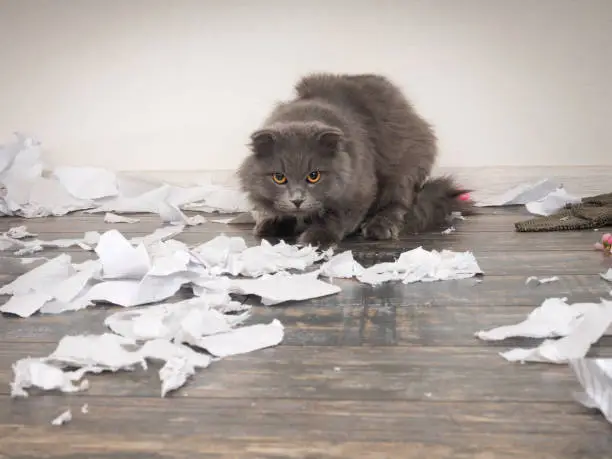 Angry cat tore up important papers and made a mess on the floor