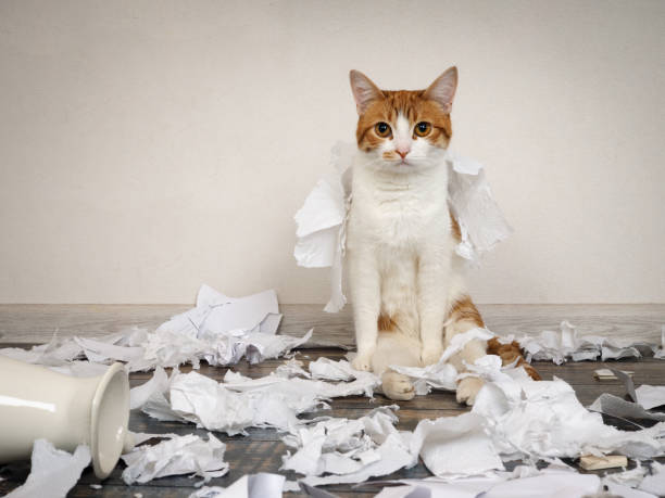 istock Funny cat made a mess, tore up paper 688969542