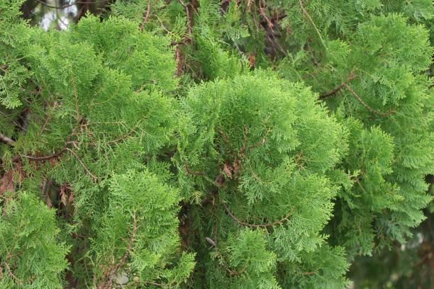istock Pine green leaves in nature 688977418