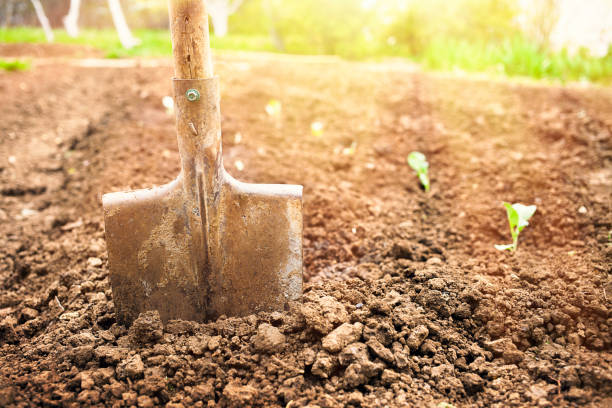 istock Shovel on the flower bed. Garden in sunlight 688977804