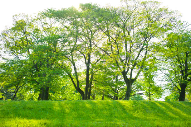 公園　太陽光 Design Material Landscape 公園 stock pictures, royalty-free photos & images
