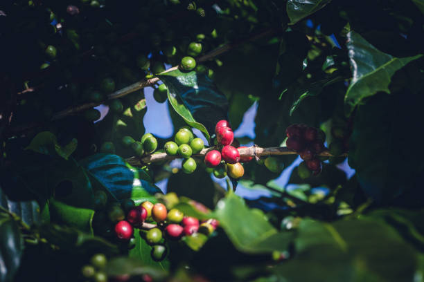 coffee beans ripening on tree - pulping imagens e fotografias de stock