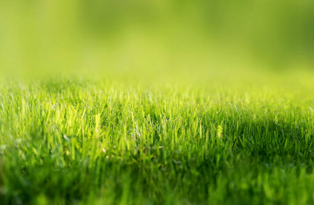 istock Bright beautiful photo green 688993744