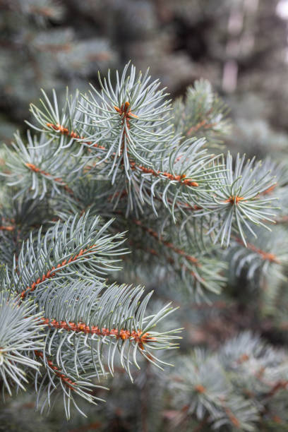 ramas del abeto azul colorado - spruce tree colorado blue blue spruce fotografías e imágenes de stock