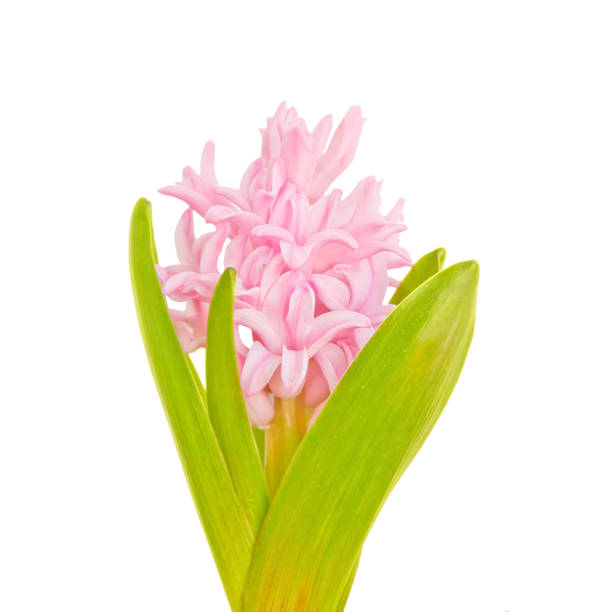 istock pink hyacinth on white background 689000192