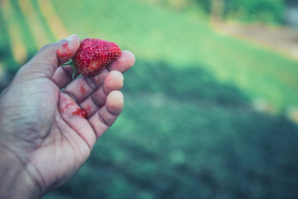 Fresh strawberries closeup. holding strawberry in hands Fresh strawberries closeup. holding strawberry in hands bruised fruit stock pictures, royalty-free photos & images