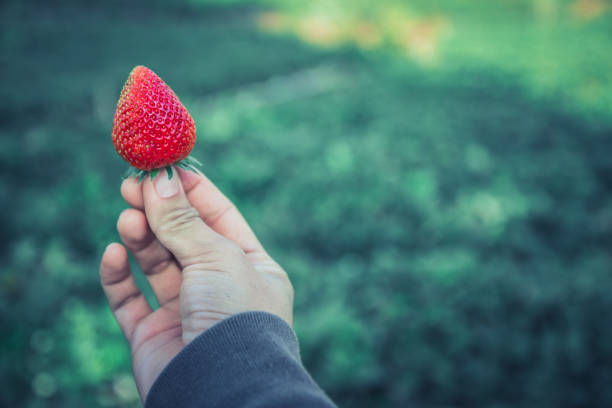 istock Fresh strawberries closeup. holding strawberry in hands 689000468