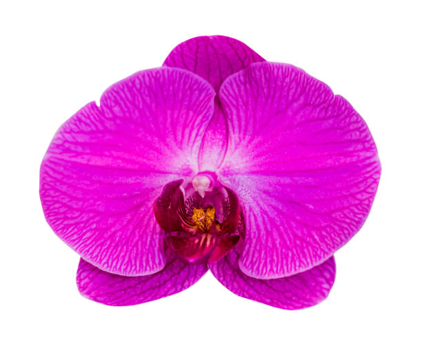 istock orchid flower isolated on white background 689001488