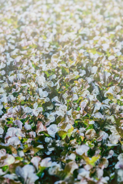 istock Garden lettuce fresh from the farm 689001570