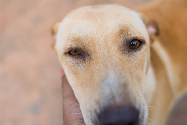 A brown dog with black eyebrows is begging for treats and affection