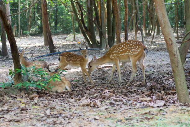 istock Spotted deers or chitals (Axis axis) in natural habitat 689004120