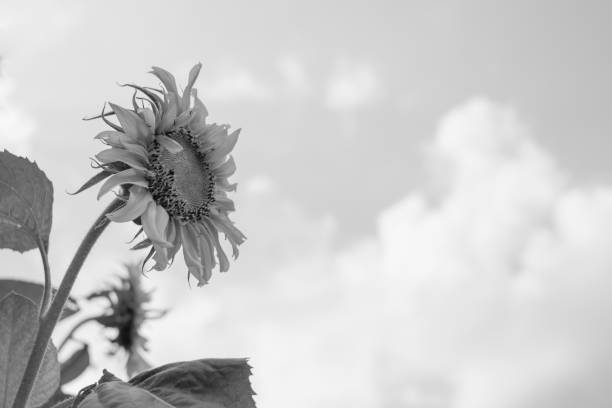 istock sunflower on sky background black and white 689004152