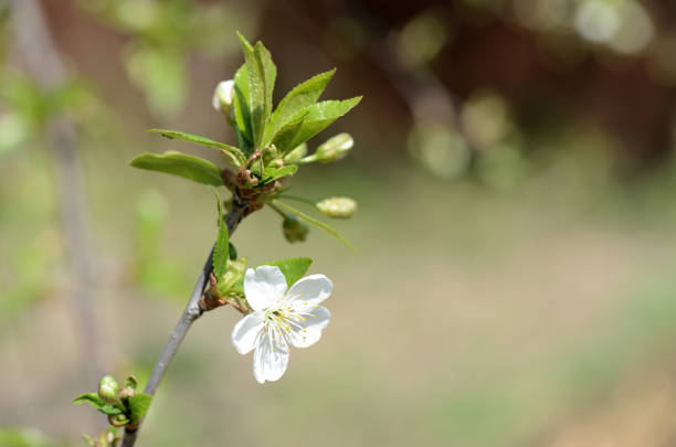 Flower of a blossoming cherry tree close-up