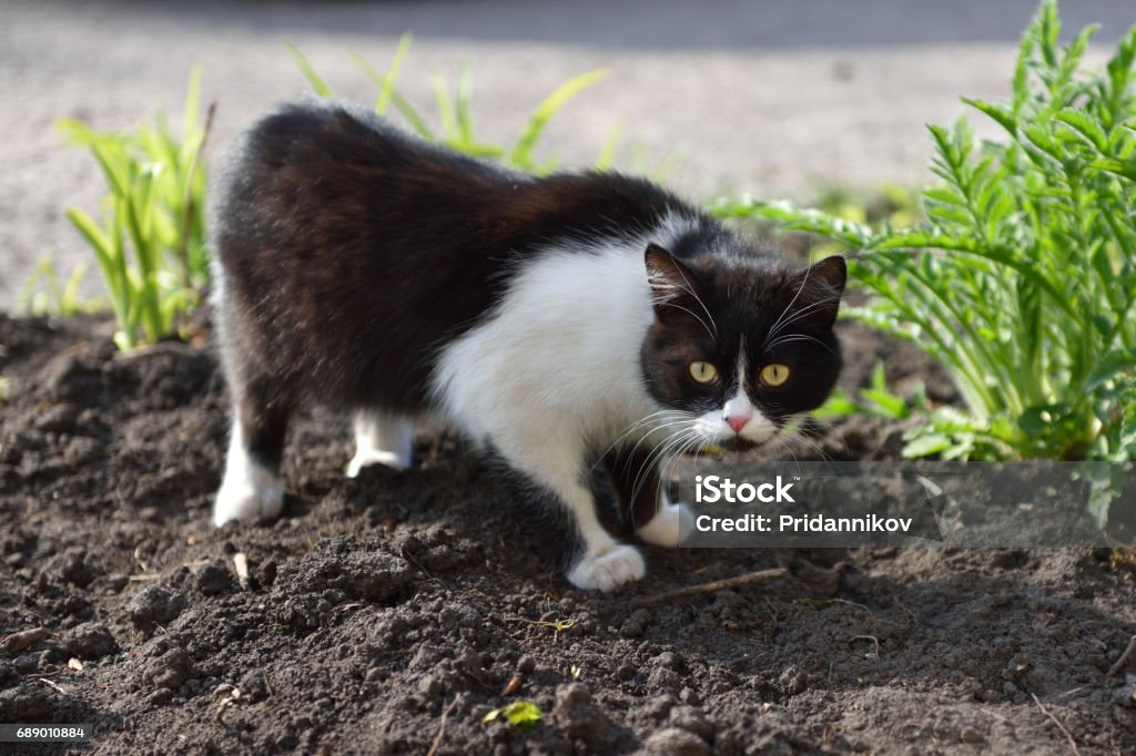 Kucing Hitam Dan Putih Yang Cantik Foto Stok - Unduh Gambar Sekarang