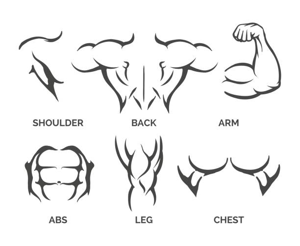 ilustrações, clipart, desenhos animados e ícones de ícones de partes de corpo de fisiculturista - men muscular build bicep body building